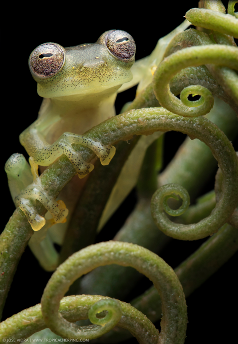 Nymphargus manduriacu in the wild